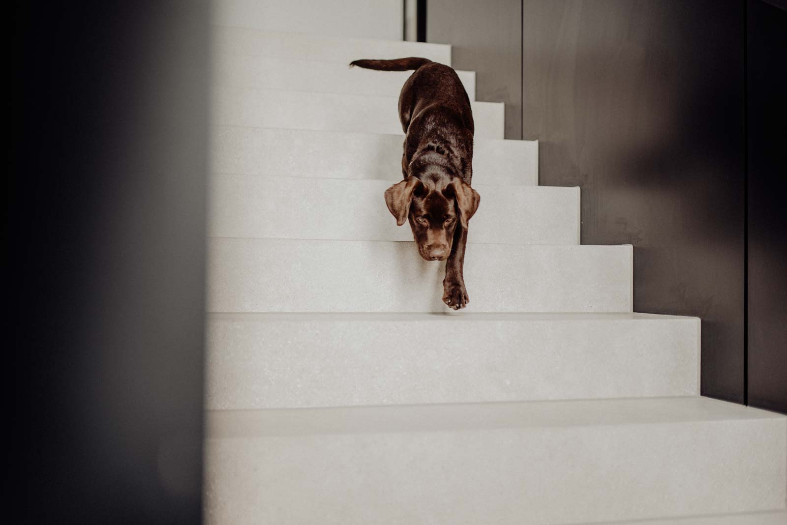 Buerohund Labradorwelpe im Treppenhaus