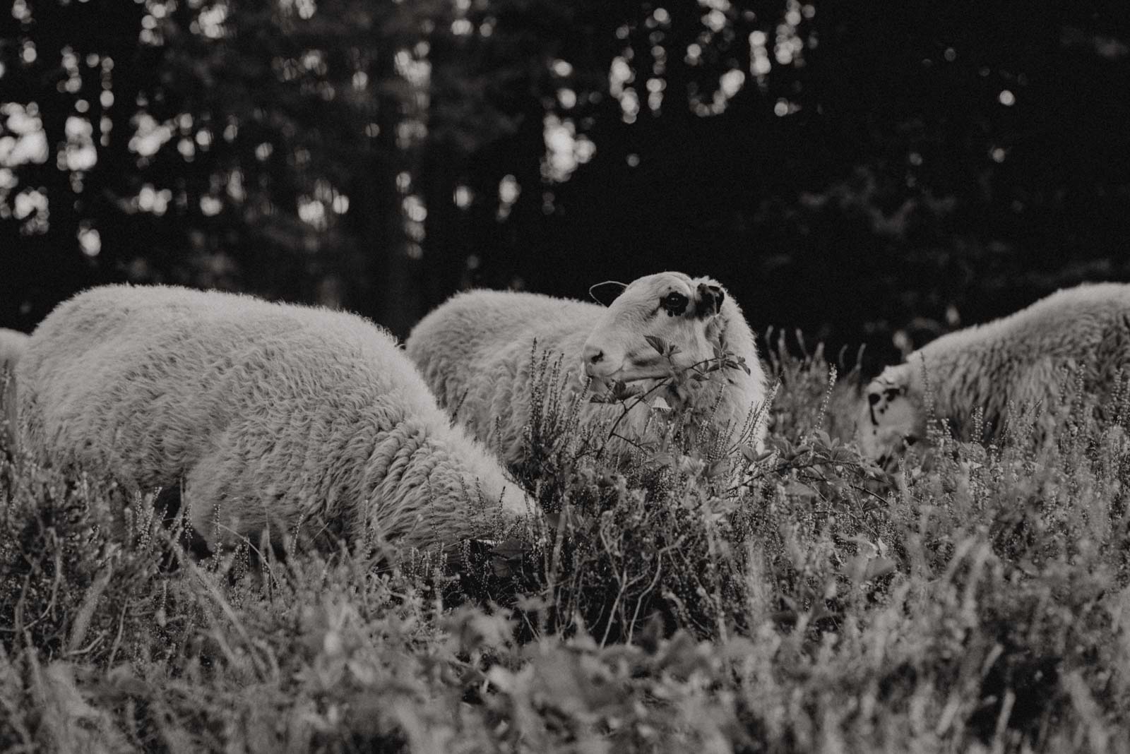 Schafe die in der heide grasen